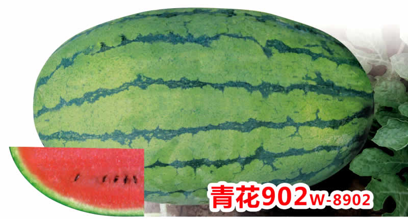 青花902